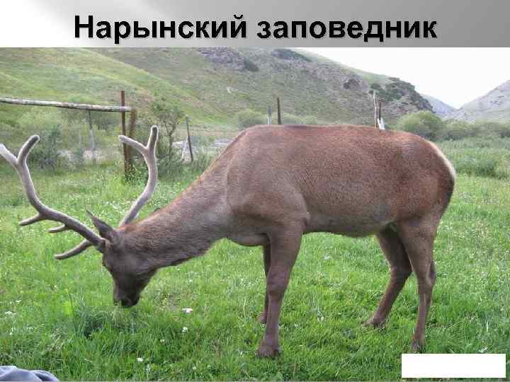 Нарынский заповедник 