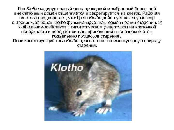Ген Klotho кодирует новый одно-проходной мембранный белок, чей внеклеточный домен отщепляется и секретируется из