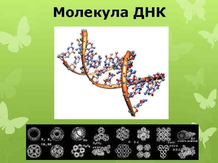 Молекула ДНК 
