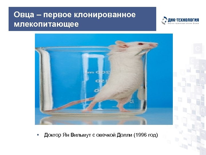 Овца – первое клонированное млекопитающее § Доктор Ян Вильмут с овечкой Долли (1996 год)
