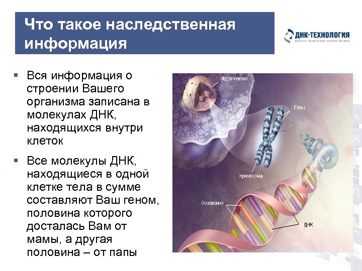Что такое наследственная информация § Вся информация о строении Вашего организма записана в молекулах