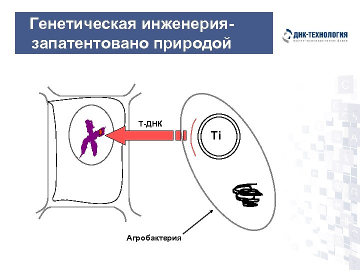 Генетическая инженериязапатентовано природой Т-ДНК Ti Агробактерия 