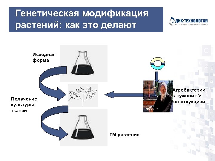 Генетическая модификация растений: как это делают Исходная форма Агробактерии с нужной г/и конструкцией Получение