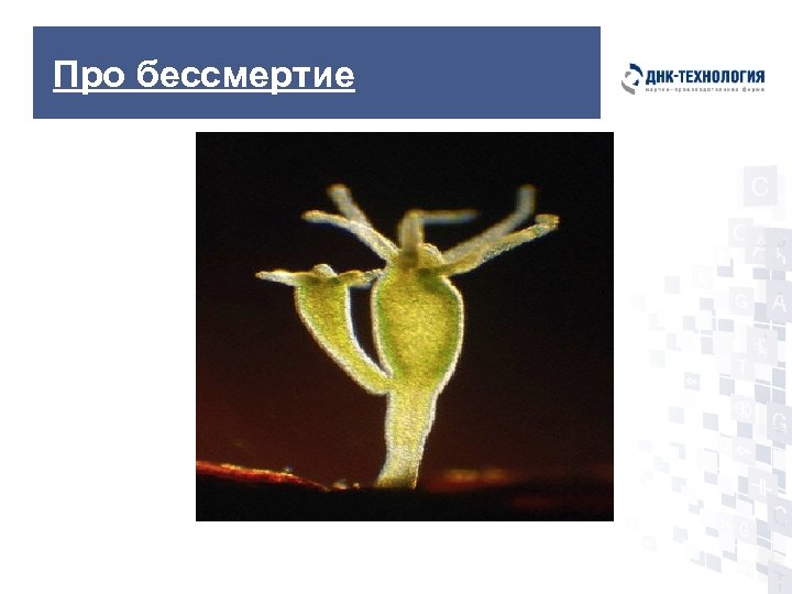 Про бессмертие 