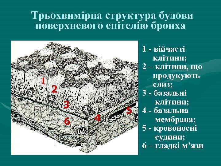 Трьохвимірна структура будови поверхневого епітелію бронха 1 2 3 6 4 5 1 -