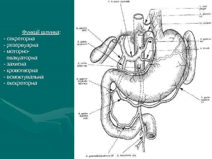 Функції шлунка: - секреторна - резервуарна - моторноевакуаторна - захисна - кровотворна - всмоктувальна