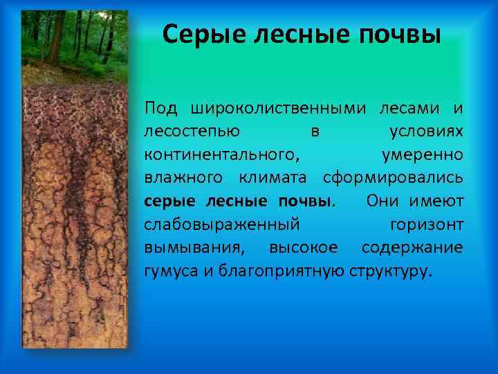 Серые лесные почвы Под широколиственными лесами и лесостепью в условиях континентального, умеренно влажного климата
