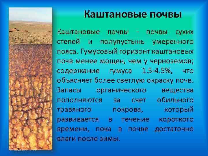 Каштановые почвы - почвы сухих степей и полупустынь умеренного пояса. Гумусовый горизонт каштановых почв