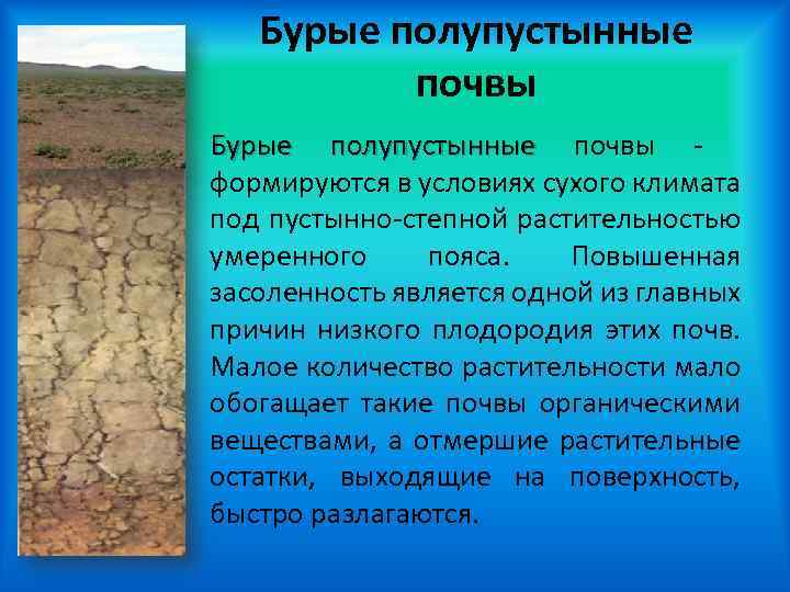 Бурые полупустынные почвы формируются в условиях сухого климата под пустынно-степной растительностью умеренного пояса. Повышенная