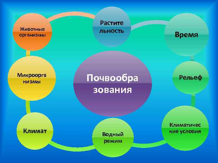Животные организмы Микроорга низмы Климат Растите льность Почвообра зования Водный режим Время Рельеф Климатичес