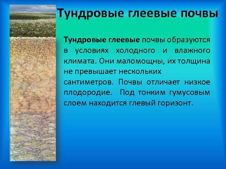 Тундровые глеевые почвы образуются в условиях холодного и влажного климата. Они маломощны, их толщина