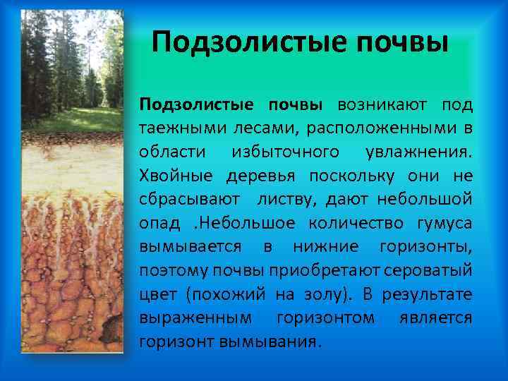 Подзолистые почвы возникают под таежными лесами, расположенными в области избыточного увлажнения. Хвойные деревья поскольку