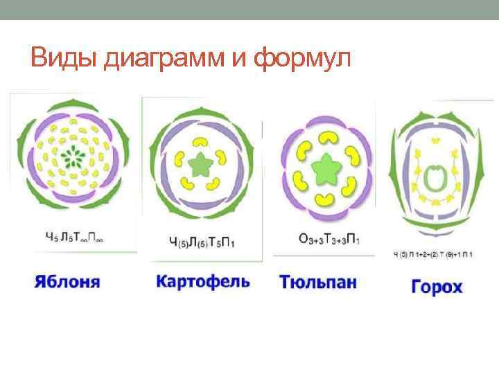 Виды диаграмм и формул 
