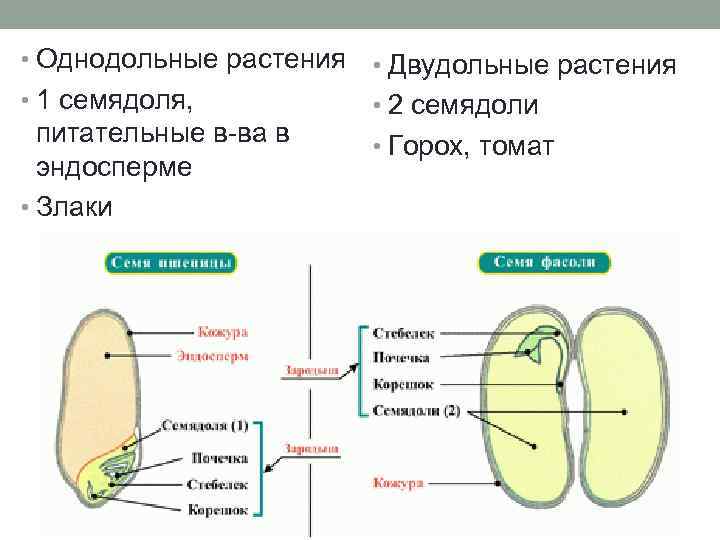 • Однодольные растения • Двудольные растения • 1 семядоля, • 2 семядоли питательные