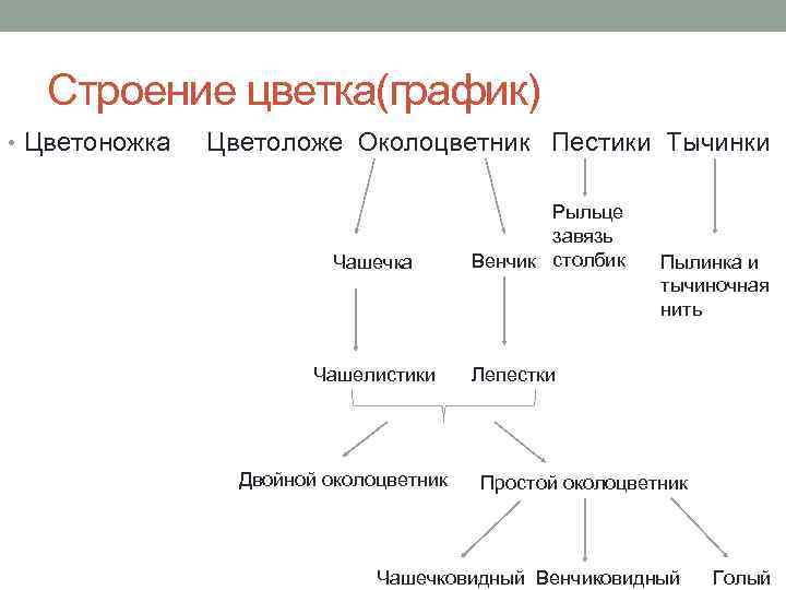Строение цветка(график) • Цветоножка Цветоложе Околоцветник Пестики Тычинки Чашечка Чашелистики Двойной околоцветник Рыльце завязь