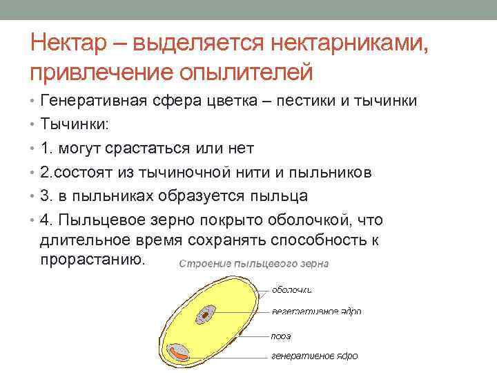 Нектар – выделяется нектарниками, привлечение опылителей • Генеративная сфера цветка – пестики и тычинки
