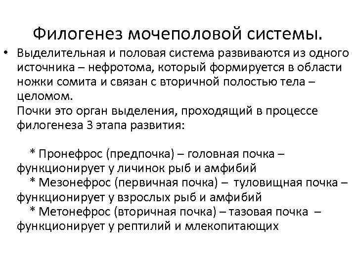 Филогенез мочеполовой системы. • Выделительная и половая система развиваются из одного источника – нефротома,