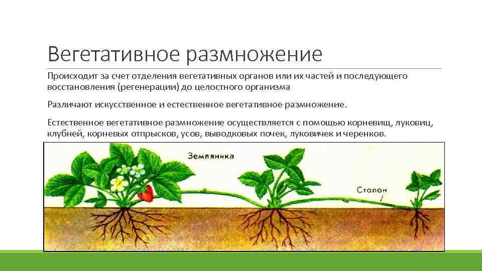 Вегетативное размножение Происходит за счет отделения вегетативных органов или их частей и последующего восстановления