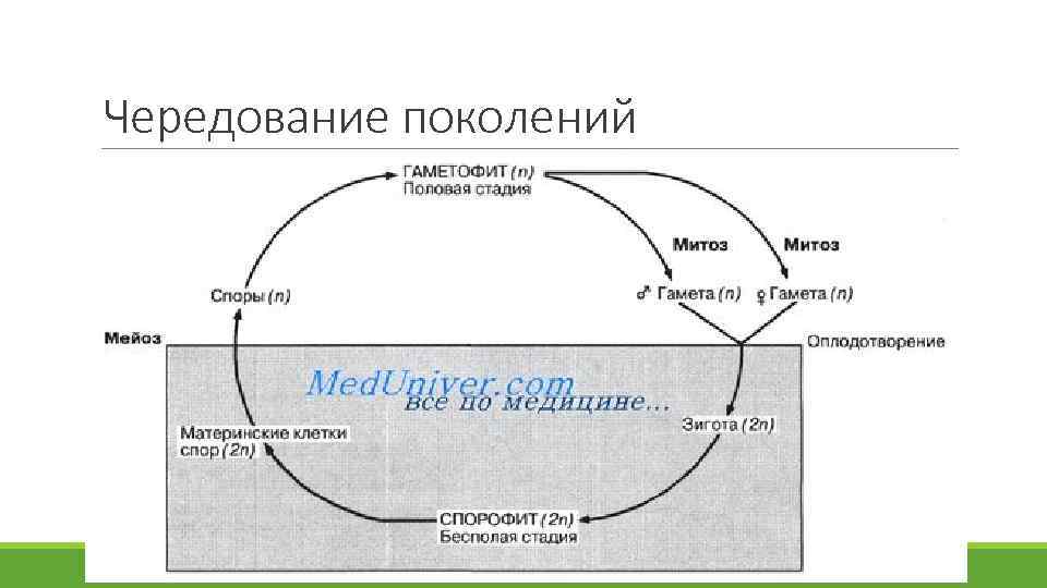 Чередование поколений 