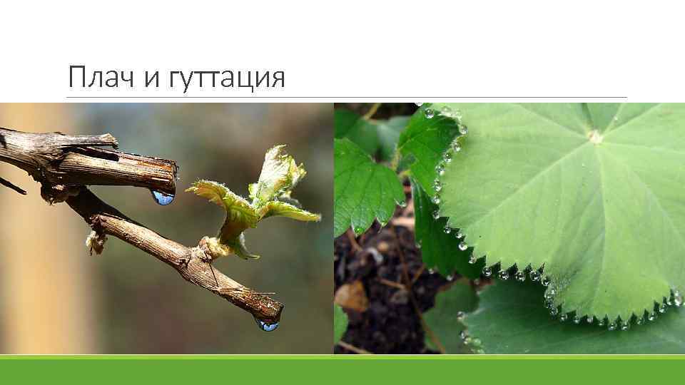 Плач и гуттация 