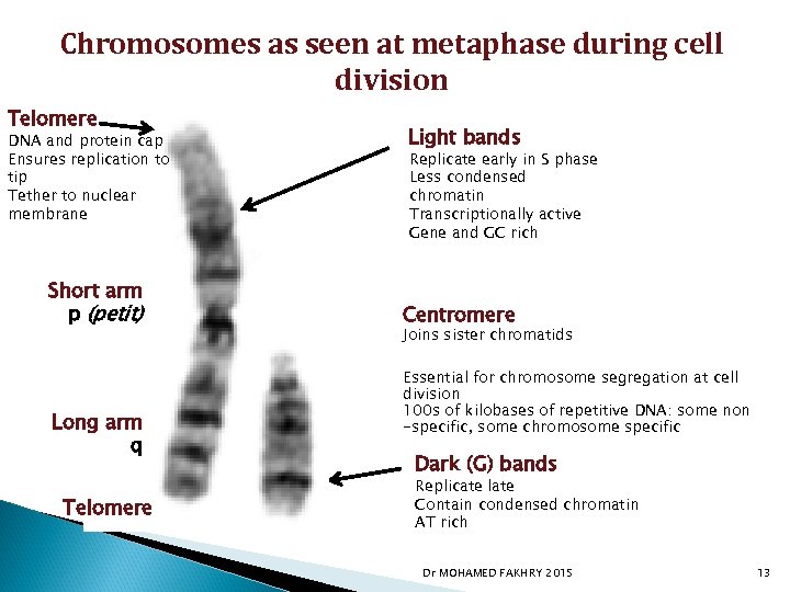 Chromosomes as seen at metaphase during cell division Telomere DNA and protein cap Ensures