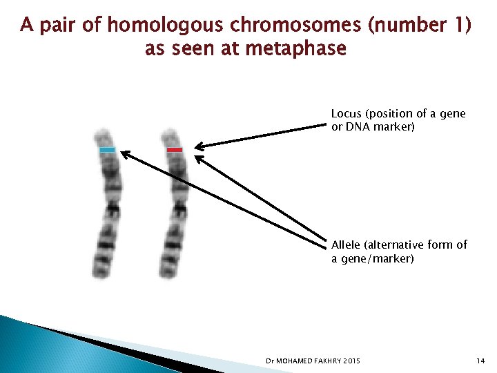 A pair of homologous chromosomes (number 1) as seen at metaphase Locus (position of
