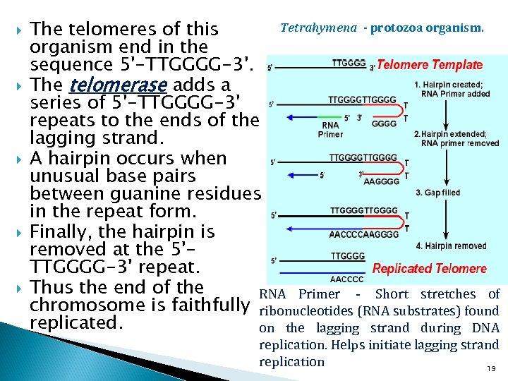  Tetrahymena - protozoa organism. The telomeres of this organism end in the sequence