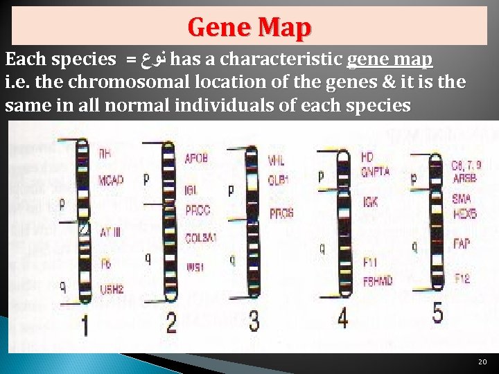 Gene Map Each species = ﻧﻮﻉ has a characteristic gene map i. e. the