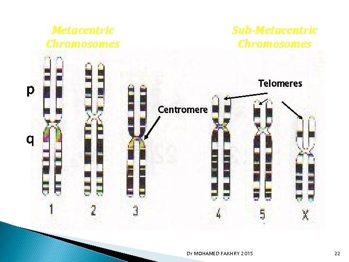 Metacentric Chromosomes Sub-Metacentric Chromosomes Telomeres p Centromere q Dr MOHAMED FAKHRY 2015 22 