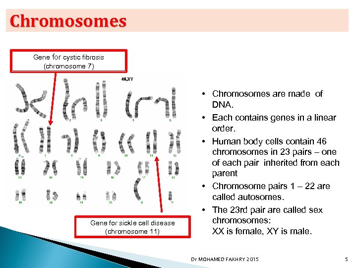 Chromosomes Gene for cystic fibrosis (chromosome 7) Gene for sickle cell disease (chromosome 11)