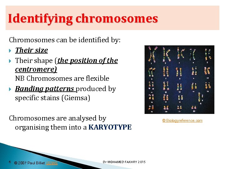Identifying chromosomes Chromosomes can be identified by: Their size Their shape (the position of