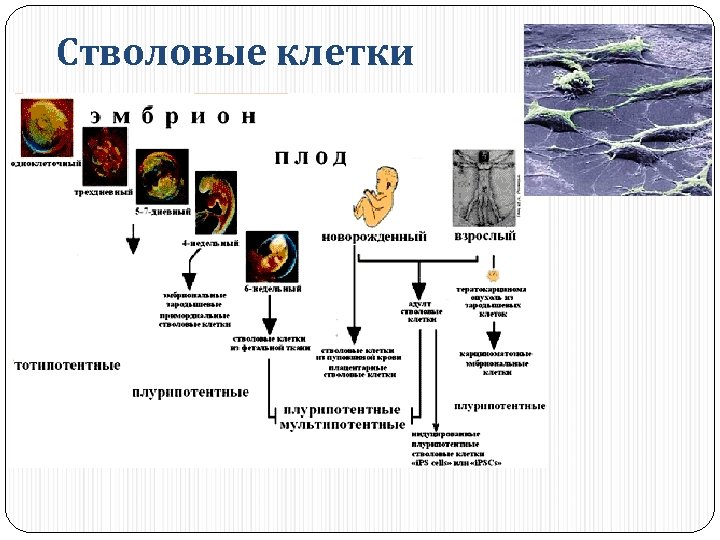 Стволовые клетки и их применение в медицине презентация