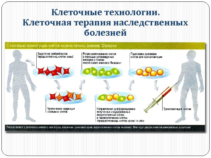 Карта клеточная терапия