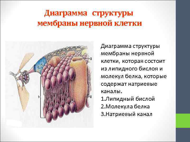 Диаграмма структуры мембраны нервной клетки, которая состоит из липидного бислоя и молекул белка, которые