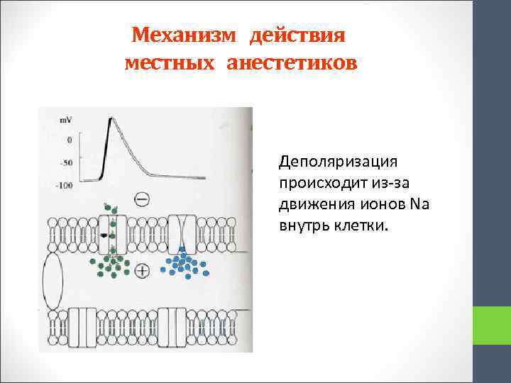 Механизм действия местных анестетиков Деполяризация происходит из-за движения ионов Na внутрь клетки. 