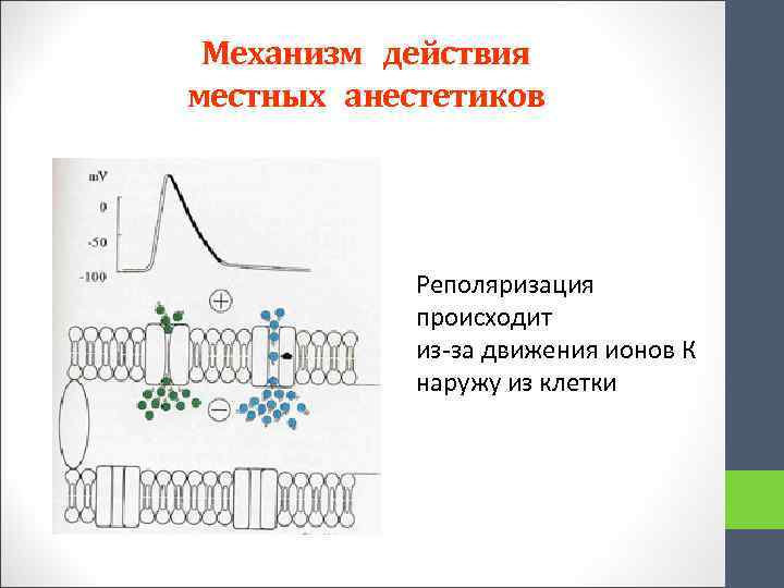 Механизм действия местных анестетиков Реполяризация происходит из-за движения ионов К наружу из клетки 