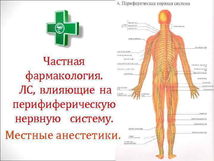 Частная фармакология. ЛС, влияющие на перифиферическую нервную систему. Местные анестетики. 