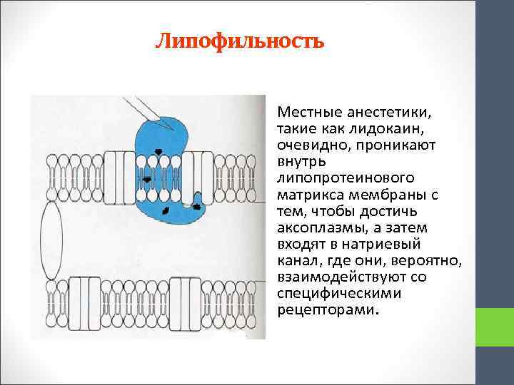 Липофильность Местные анестетики, такие как лидокаин, очевидно, проникают внутрь липопротеинового матрикса мембраны с тем,