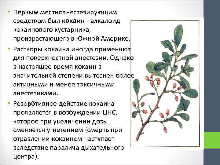  • Первым местноанестезирующим средством был кокаин - алкалоид кокаинового кустарника, произрастающего в Южной