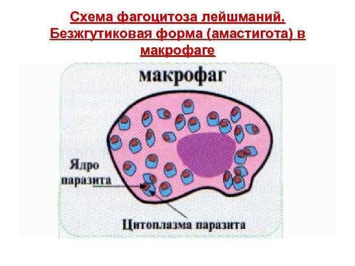 Схема фагоцитоза лейшманий. Безжгутиковая форма (амастигота) в макрофаге 