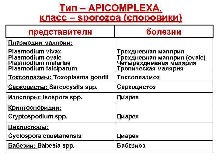 Тип – APICOMPLEXA, класс – sporozoa (споровики) представители болезни Плазмодии малярии: Plasmodium vivax Plasmodium