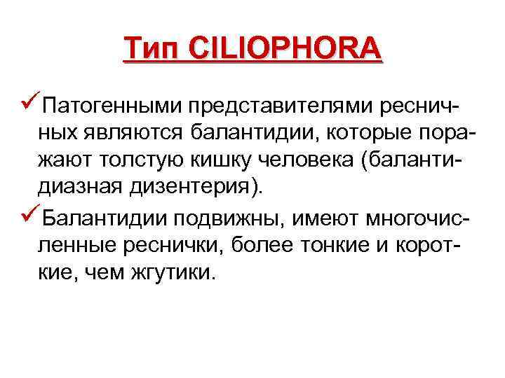 Тип CILIOPHORA üПатогенными представителями ресничных являются балантидии, которые поражают толстую кишку человека (балантидиазная дизентерия).