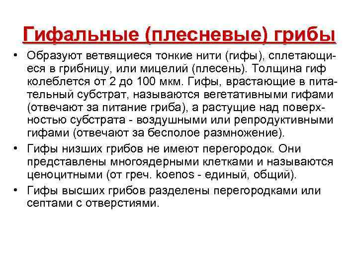 Гифальные (плесневые) грибы • Образуют ветвящиеся тонкие нити (гифы), сплетающиеся в грибницу, или мицелий