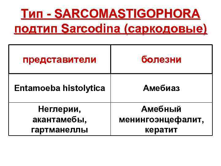Тип - SARCOMASTIGOPHORA подтип Sarcodina (саркодовые) представители болезни Entamoeba histolytica Амебиаз Неглерии, акантамебы, гартманеллы