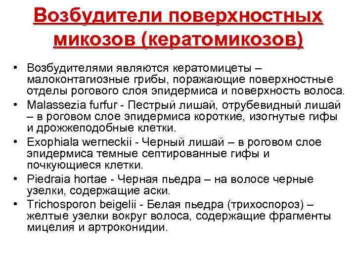 Возбудители поверхностных микозов (кератомикозов) • Возбудителями являются кератомицеты – малоконтагиозные грибы, поражающие поверхностные отделы