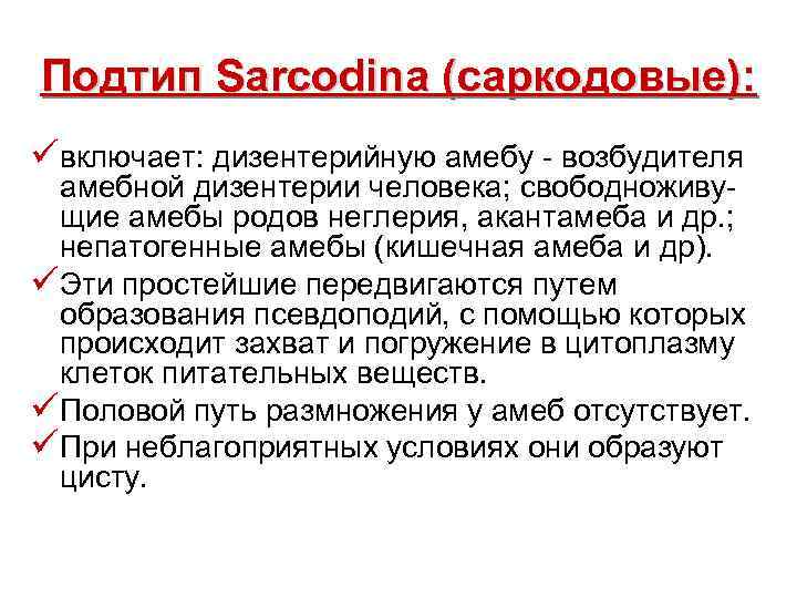 Подтип Sarcodina (саркодовые): üвключает: дизентерийную амебу - возбудителя амебной дизентерии человека; свободноживущие амебы родов