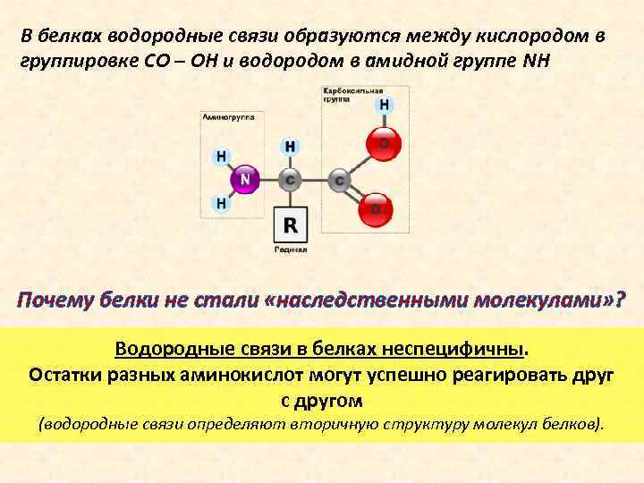 В белках водородные связи образуются между кислородом в группировке CO – ОH и водородом