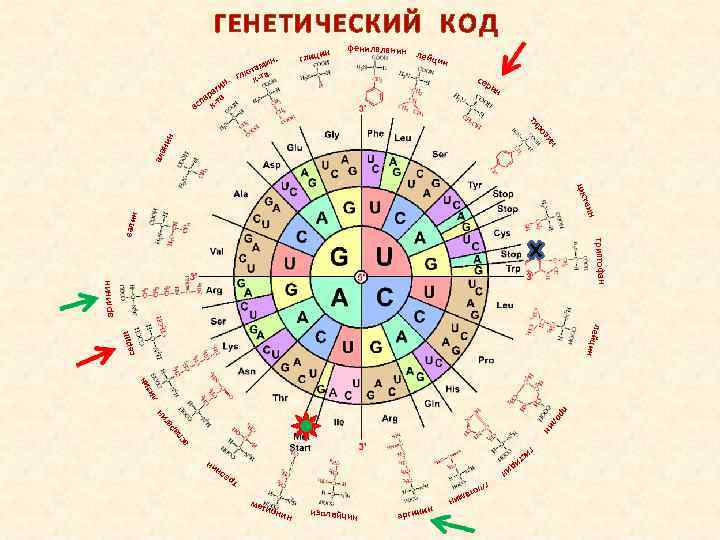 ГЕНЕТИЧЕСКИЙ КОД. ин аг р па та ас к- н. ми юта-та гл к