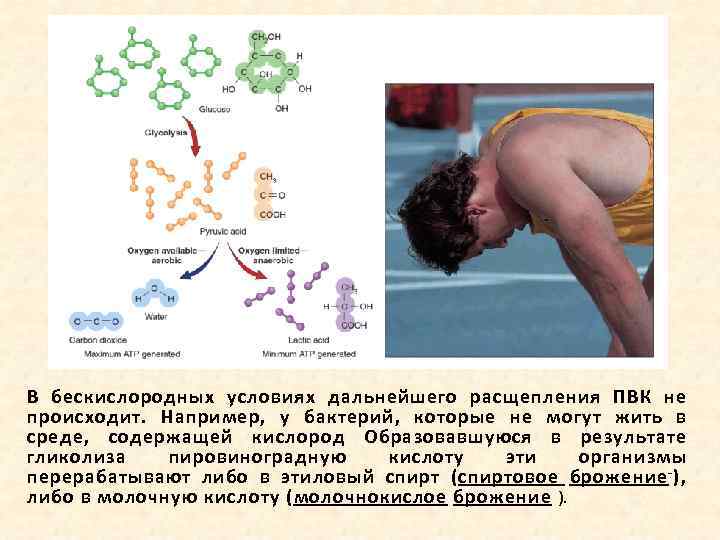 В бескислородных условиях дальнейшего расщепления ПВК не происходит. Например, у бактерий, которые не могут