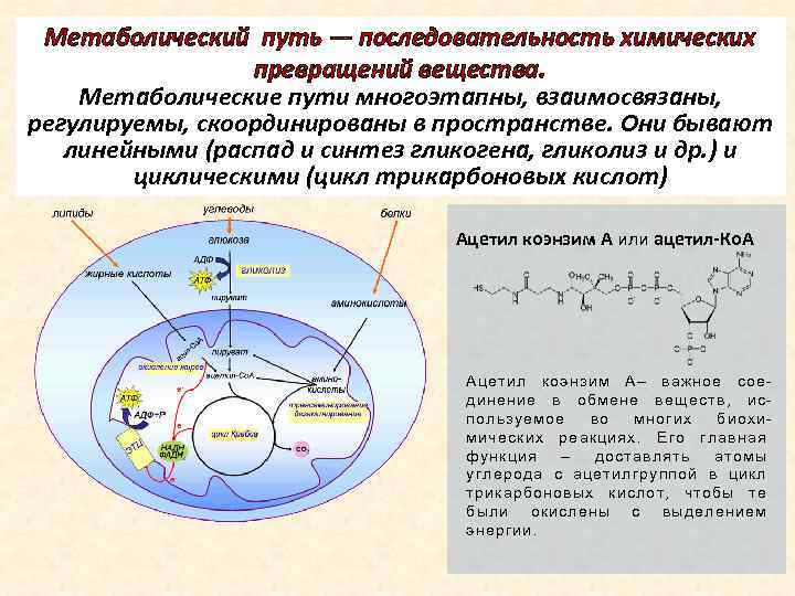Метаболический путь — последовательность химических превращений вещества. Метаболические пути многоэтапны, взаимосвязаны, регулируемы, скоординированы в
